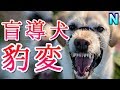 豹変した盲導犬「長い間ずっと抑えていた感情、彼を露にした原因｜犬の感動する話