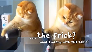 Orange Cats Juggling the One Brain Cell for 15 Minutes