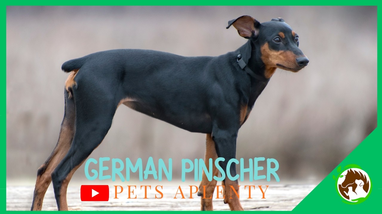 German Pinscher - The UNDERRATED Dog Breed You've Never Heard Of