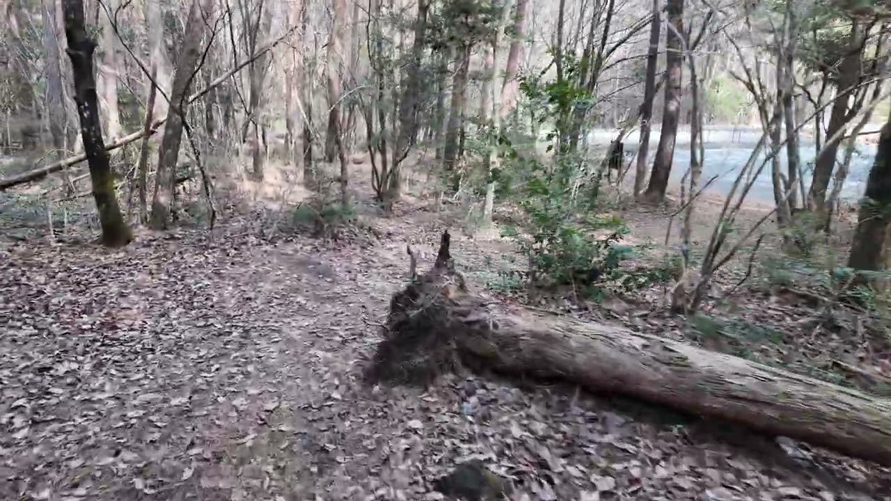 青木ヶ原樹海を散策｜富士山麓の原始林散策｜野鳥の森公園から樹海ハイキング 2026.1.24(土)