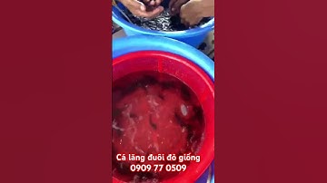Cá lăng đuôi đỏ giống, cá lăng giống #trại_cá_giống_út_me #fishing #cá_giống #cá #mientay #fish