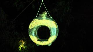 Flying Squirrel Eating Out of Our Bird Feeder YouTube