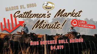 Cattle prices trend upward in Florida | Cattlemen's Market Report March 31, 2026 - Lakeland, FL