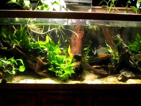 Planted Red Belly piranha tank - YouTube