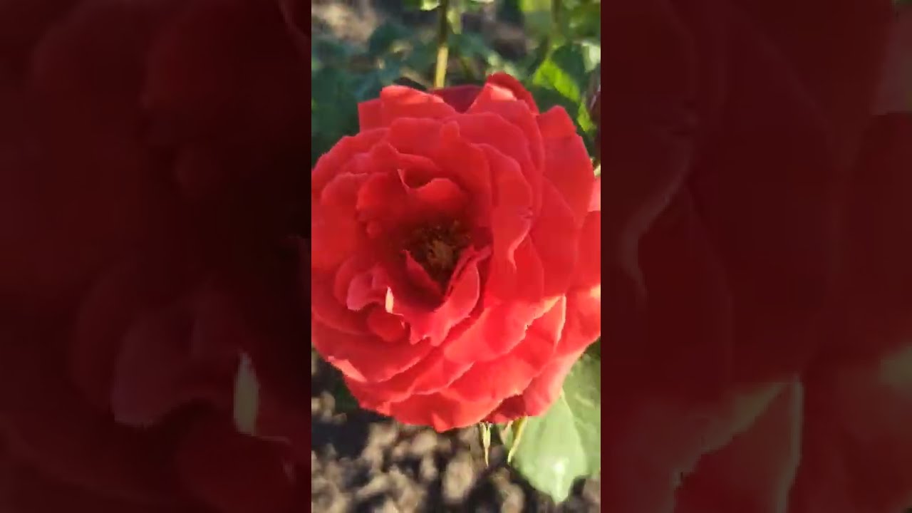 Купить Саженец Розы Эшли В Туле