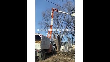 Tree Trimming Rancho Cucamonga | Tree Service Rancho Cucamonga #trees #ranchocucamonga #treeservice