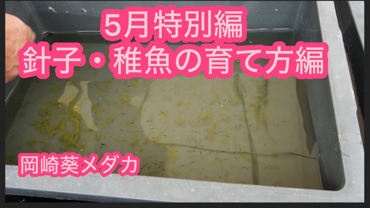 5月特別編・針子・稚魚の育て方🐟岡崎葵メダカ🐟これを知れば楽しく増やせる！！