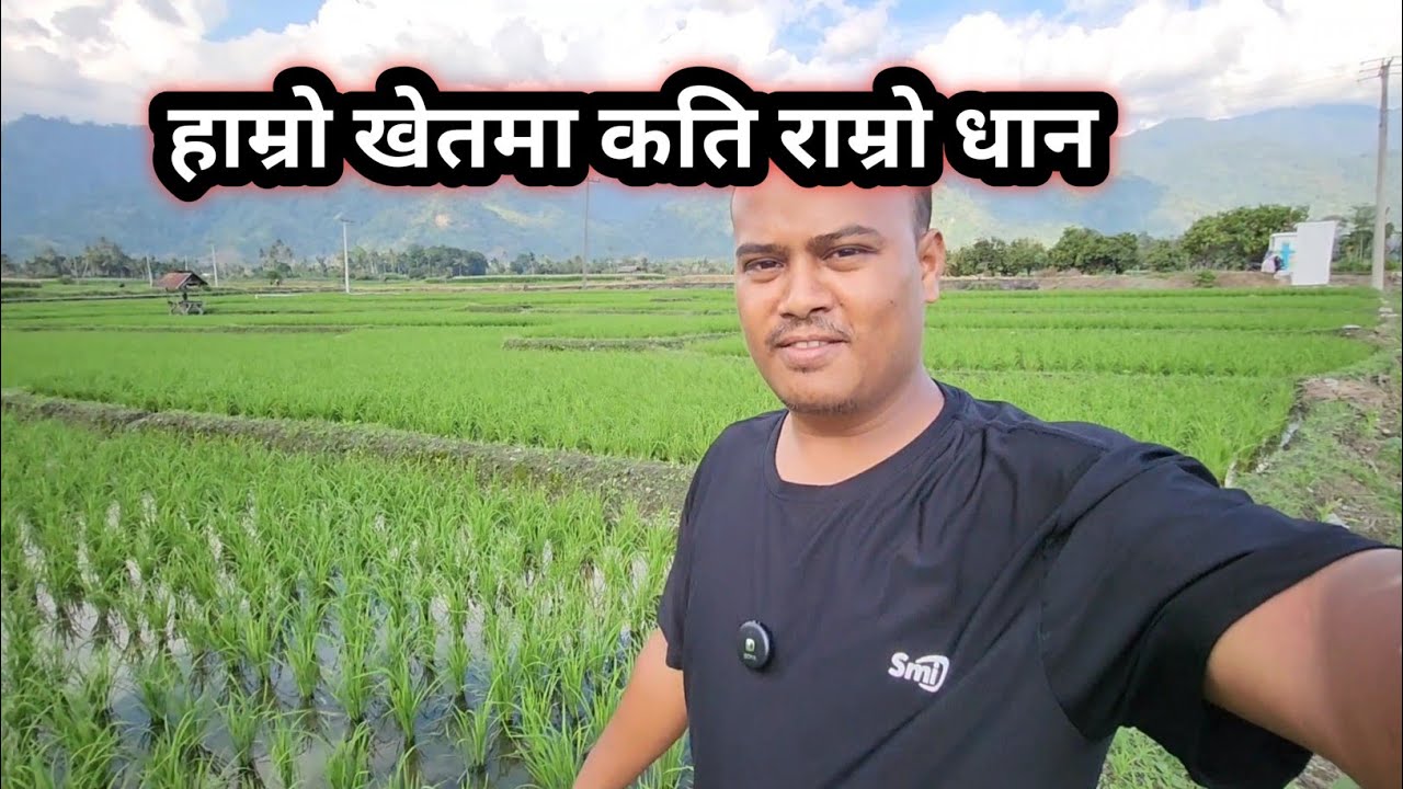 ससुराको खेतमा कति राम्रो धान 😘😘 My vlog video 
