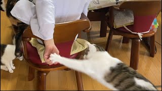 住職は猫使い。Lv39。こんな技も出来る。