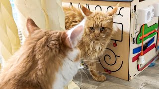 MAINE COON Lord IS SHOCKED by meeting Melissa / Bobcat Rufus is in a good mood