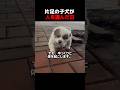 片足の子犬が 人を選んだ日。#犬,#保護犬,#捨て犬,#動物救助,#感動,#動物好きな人と繋がりたい,#犬のいる生活,#保護活動,#動物虐待防止,#いのち,#泣ける,#ショート動画,#感動する話