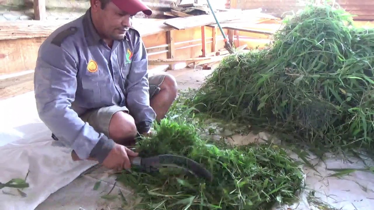 Penggemukan Ternak Kambing 