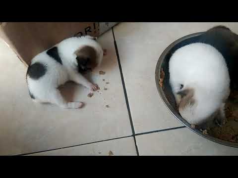 Video: Anak Anjing Chihuahua Hari Pertama Di Rumah Baru