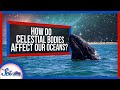 How Celestial Bodies Affect Life in the Ocean