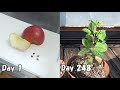 スーパーのリンゴを種から育てる / How to grow apples from store bought apples