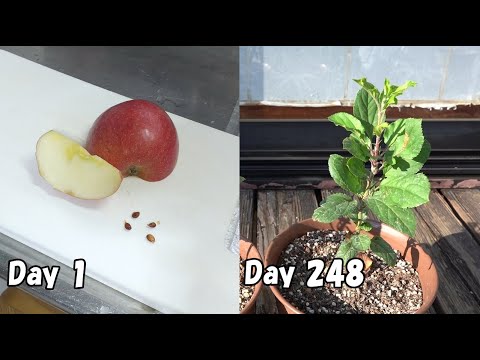 スーパーで買ったリンゴの種を取って育てる / How to grow apples from store bought apples