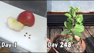 How to grow apples from storebought apples