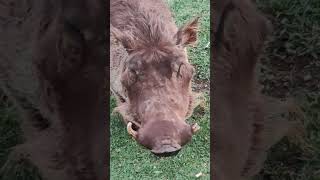 warthog grazing