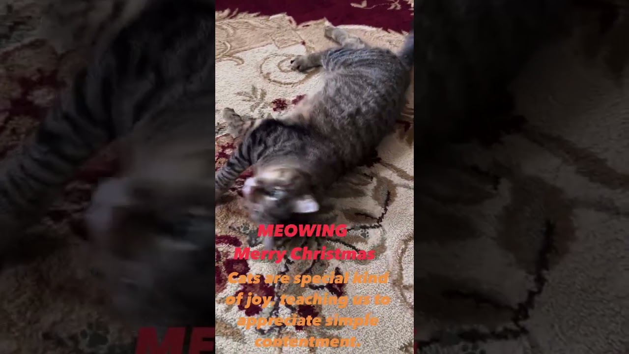 Cats love Christmas 🎄 