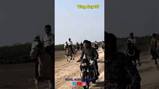 Horse lover aj he vlog ka day 97 | horse of Gujarat | Kathda horse race | #shorts #horse#horseracing