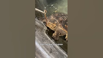 Snapping turtle VS worm
