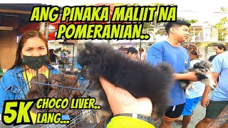 PINAKA MURANG ALOK NA SHIH TZU CHOCO LIVER NG TAGA VALENZUELA..