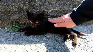 マイペースな子猫兄弟、最後は仲良くお昼寝