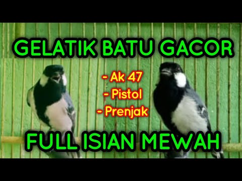 Masteran Gelatik Batu Gacor Full Isian MEWAH