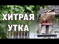 Хитрая утка, серьёзный кот