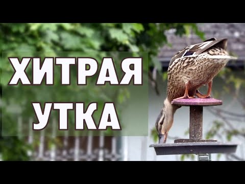 Video: Viskas Apie Plaukimą Ant Ledo Ir Geriausias Vietas Tai Padaryti