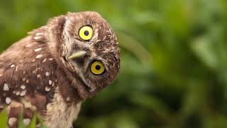 Hey Kids! Discover the Mysteries of Amazing Owls