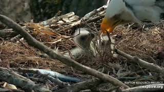 Decorah Eagles 4-14-20, 9-30 am DM2 goes fishing, down the hatch