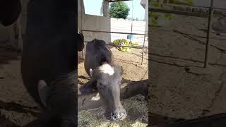 Saanjh#dairy#farm#shahbazpur