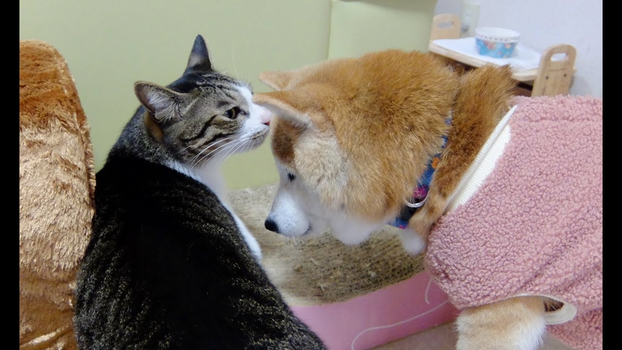 くるくる回るひかちゃん 動画 柴犬ひかりといちごと猫ミルキーときらら
