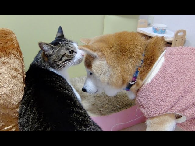 くるくる回っちゃう柴犬と遊びたい猫 Senior Shiba Inu and a cat