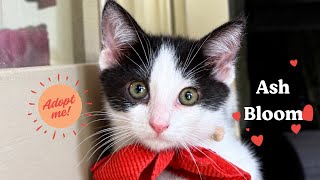 Ash Bloom | Inquisitive, Snuggly, and Playful!