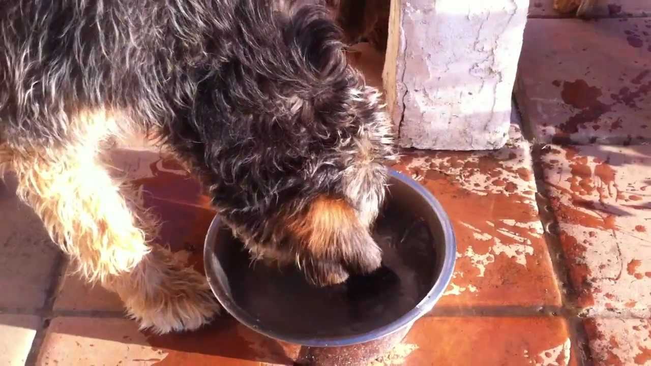 Blue Fairy Otterhounds - How to Drink Water Otterhound Style
