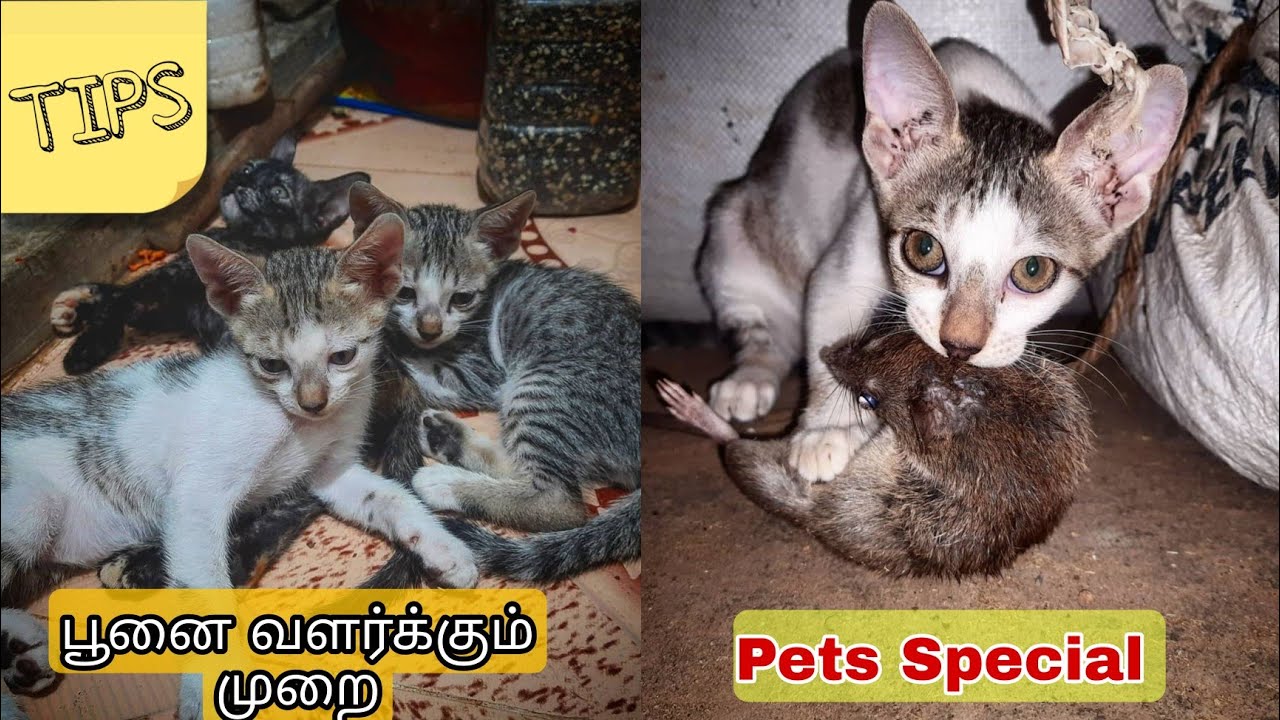 How to take care of Cats | Tips & Training tamil | Yogi Vlogs