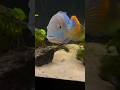 Gold saum/Green terror cichlid (Andinoacara rivulatus) #aquarium #aquariums #petfish #tropicalfish