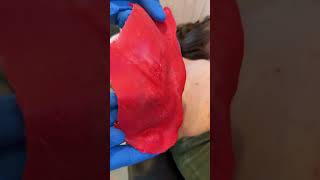 @lotus.wax.studio Armpit Waxing with Cherry Desire Hard Wax | Smooth Underarm Results