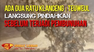 Memindahkan Ratu Muda Lebah Klanceng | Teuweul
