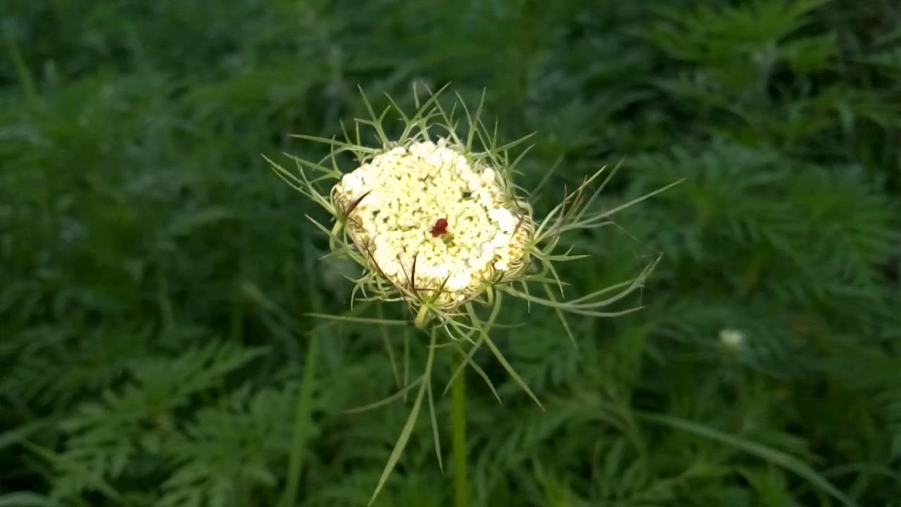 Морковь дикая купить