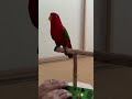 Red birb synthesizer II