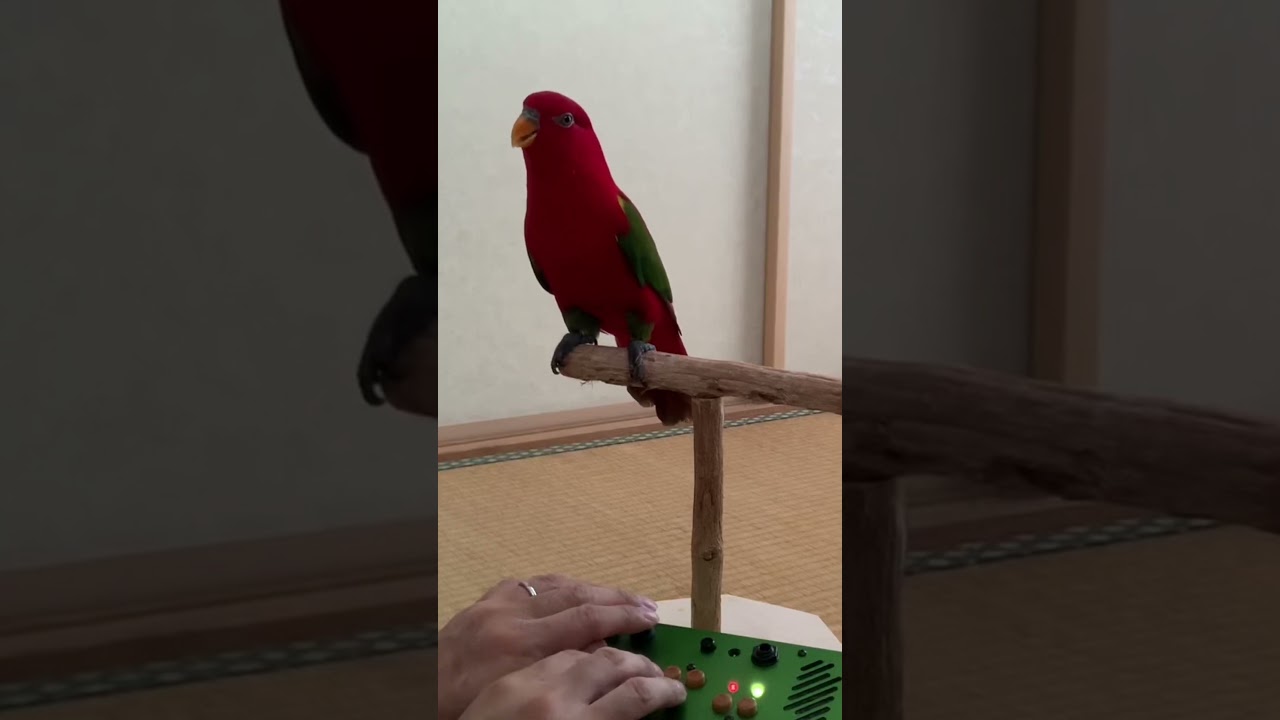 Red birb synthesizer II