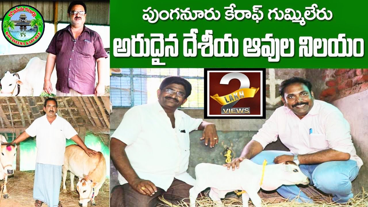 పుంగనూరు కేరాఫ్ గుమ్మిలేరు || అరుదైన దేశీయ ఆవుల నిలయం || Punganur cows || Gummileru || East Godavari
