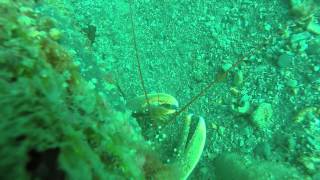 Download Lagu Fiesa Februar 2015 MP3