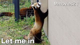 Red Panda wants to enter the room 早く入りたい レッサーパンダ ホクト