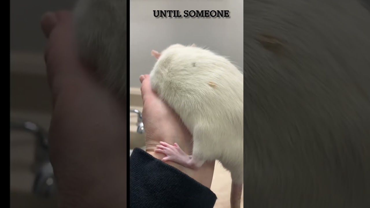 Rats. Playtime Antics. 