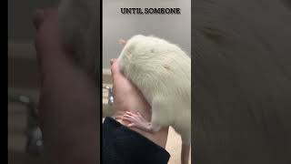 Rats. Playtime Antics. #rats #petrats #shorts