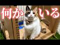 飼い主と遊ぶよりも夢中になれることを見つけたみたいです…。